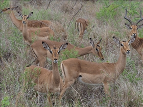 Hluhluwe-Umfolozi Park